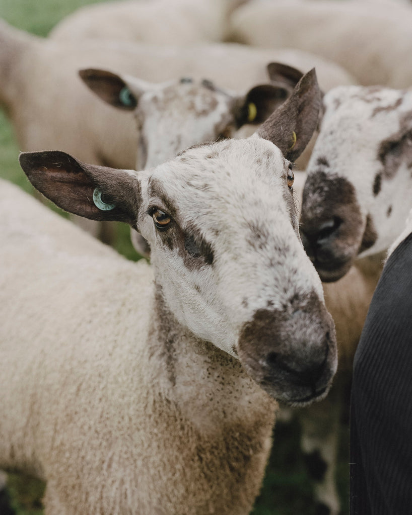 The Way Of Wool - An Interview With Ruth Rands of HERD WEAR